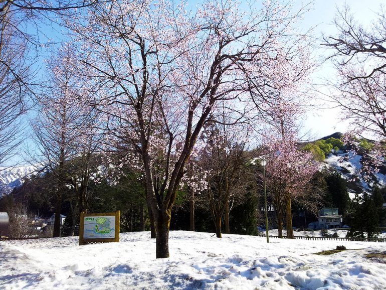 桜開花（やっと）。雪国の春【今日の練習2021-04-16】