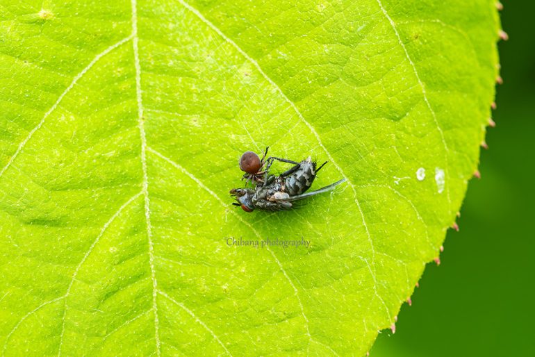 ミジングモは蟻以外を捕食するだろうか