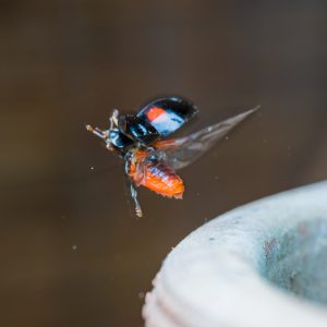 テントウムシの羽ばたきを見て気付いたこと2つ。