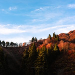 晩秋から初冬へ